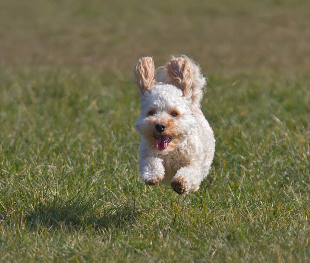 Excited White Cavapoo Running in a Grass Field