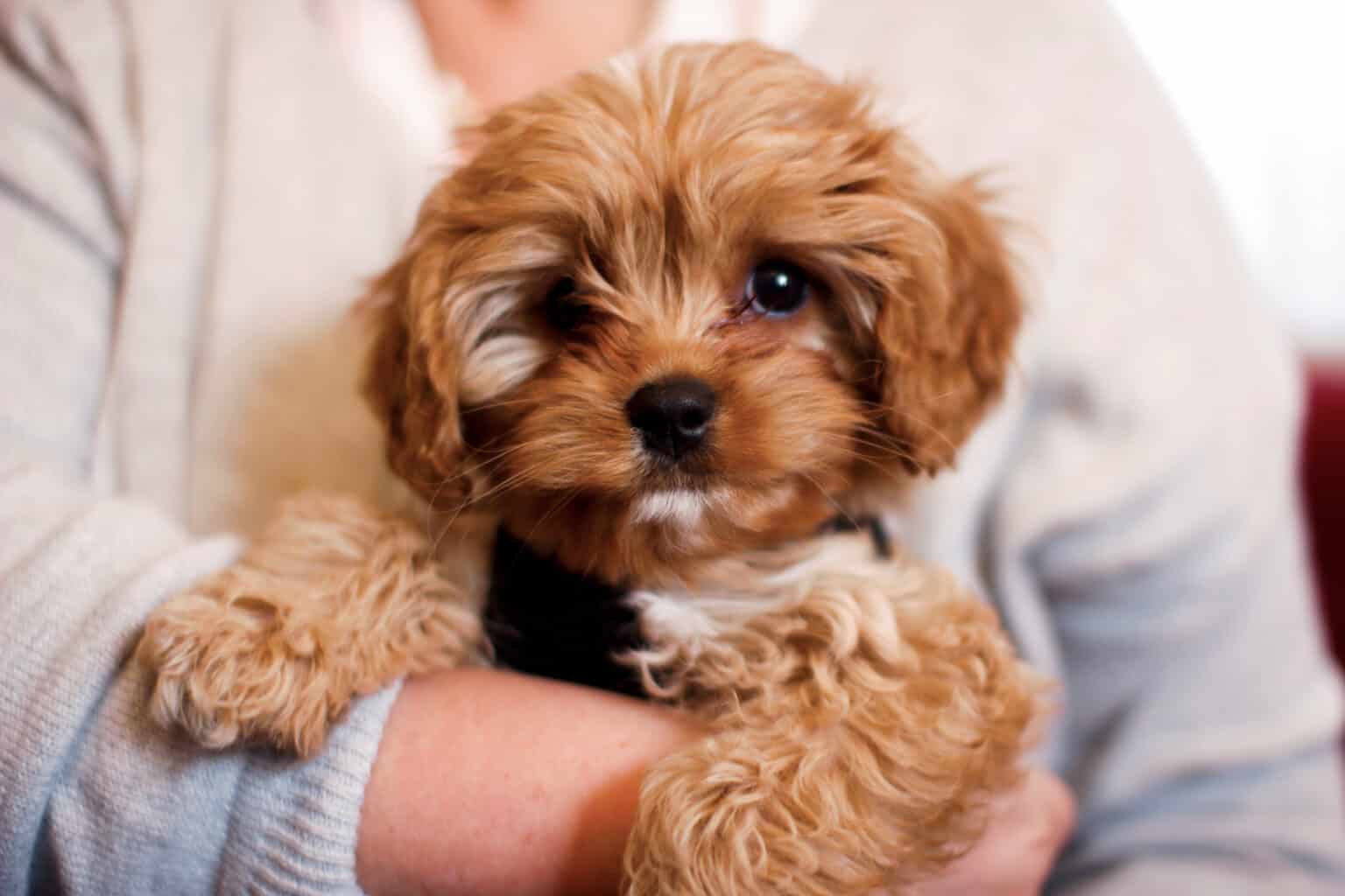 At What Age Does a Cavapoo Calm Down? Oodle Dog